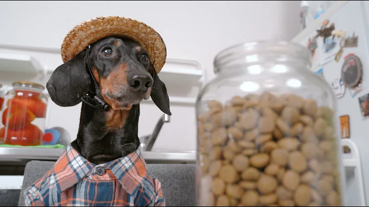 In Disguise | Freshpet Commercial :30 - DayDayNews