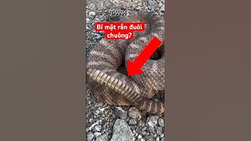 Rắn đuôi chuông phát ra âm thanh từ đâu?