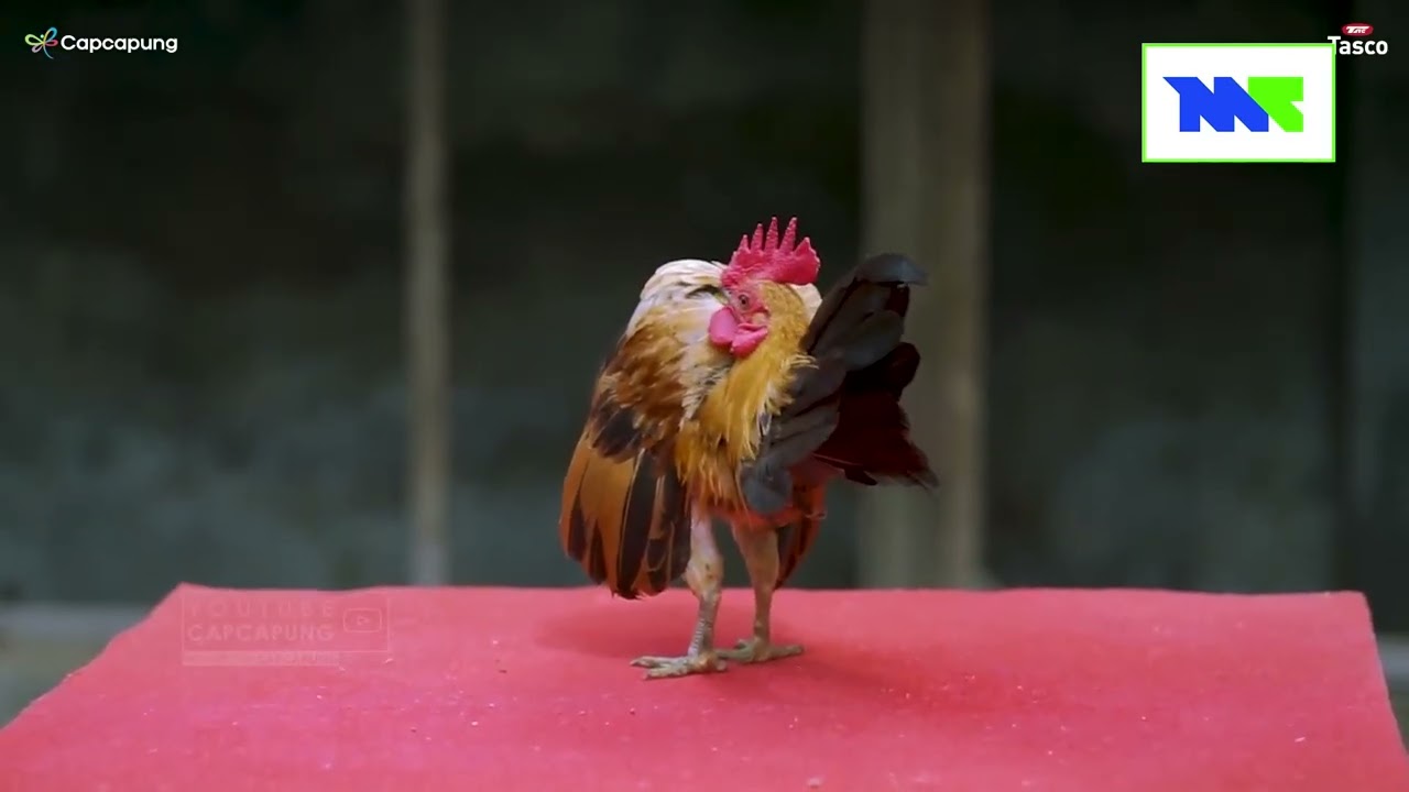 PEP SHOW တွေမှာ မပါမဖြစ် Ayam Serama ကြက်ကလေးတွေ