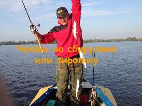 Чехонь на сбирулино или тирольку 26 сентября 2015 Чехонь на сбирулино или тирольку 26 сентября 2015