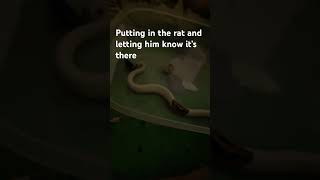 Feeding Prince (srry for being late editing took a while) #animal #snake #ball python #cute #funny