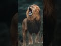 Black Lion – The Darkest King of the Savannah 🦁🔥#viralvideo #trendingshorts #shortvideo #shortvideo