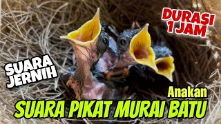 Suara Pikat Murai Batu Anakan Jernih usia 1 Minggu