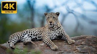 Animal Kingdom 4K  Relax With The Animals Of The World  4K Ultra HD Video