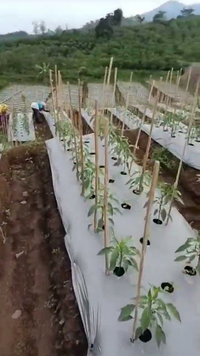 jarak tanam ideal pada tanaman cabe#shorts #farming #cabe #baja #hidroponik