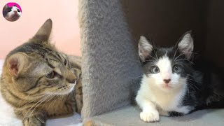 A rescued kitten who feels the dignity of a mother cat when he meets a big cat for the first time