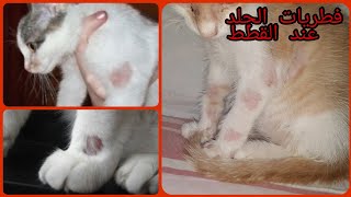 علاج فطريات الجلد عند القطط بشكل نهائي // Teigne des chats