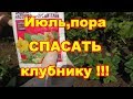 Хотите много клубники,сделайте это в июле.