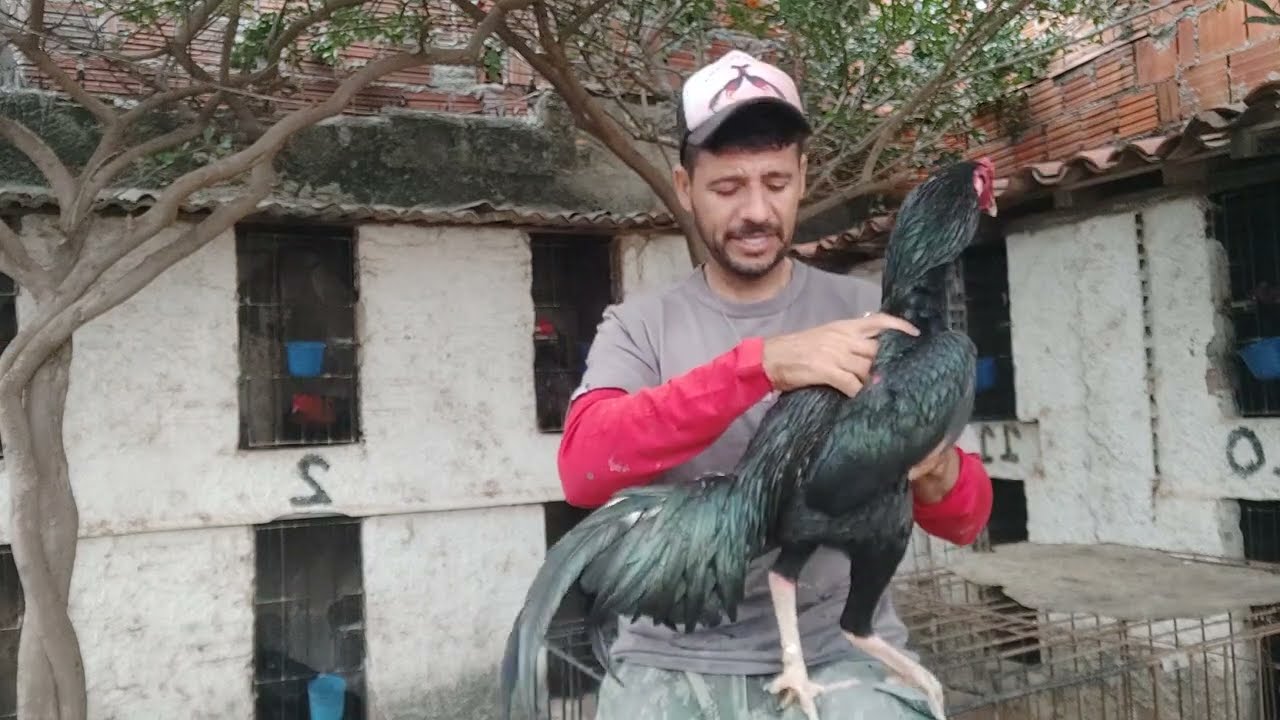 Como calçar um galo que vai em todo canto