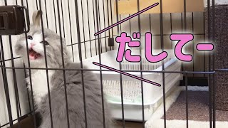 にゃーにゃー鳴いてケージから出してくれと懇願する子猫がかわいい【赤ちゃんスコティッシュフォールド　ラムネ】kitten crying