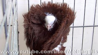 Pigeon Capucin - Jacobin Pigeons - Perückentaube - Якобинский голубь - حمام جاكوبين