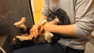 猫のシャンプーはこれ一択