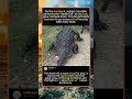 Crocodile vs Crocodile: Brutal Battle for Territory#CrocodileFight #WildlifeDocumentary