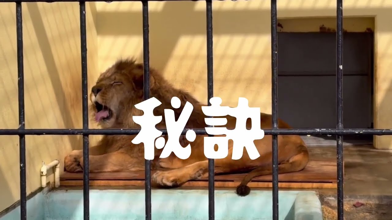 今年20歳をむかえるアキラ꒰ˁ‧͈ˑ̮‧͈ˀ꒱釧路市動物園🦁ライオン - YouTube