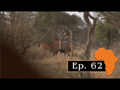 Roan Antelope hunted with a double rifle, Ep. 62