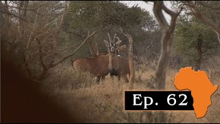 Roan Antelope hunted with a double rifle, Ep. 62