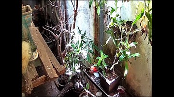 Aviary Whambi Pleci Ciblek Tledekan Gunung, masing masing angkut sarang
