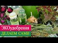 ХЛОРЕЛЛА- удобрения для растений делаем сами.  ЛУКОВЫЙ и КРАПИВНЫЕ настои