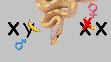 BALL PYTHON GENETICS: Incomplete Dominate, Dominate, Recessive, and other Genetic Abnormalities