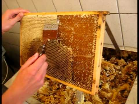 Bienenwaben essen