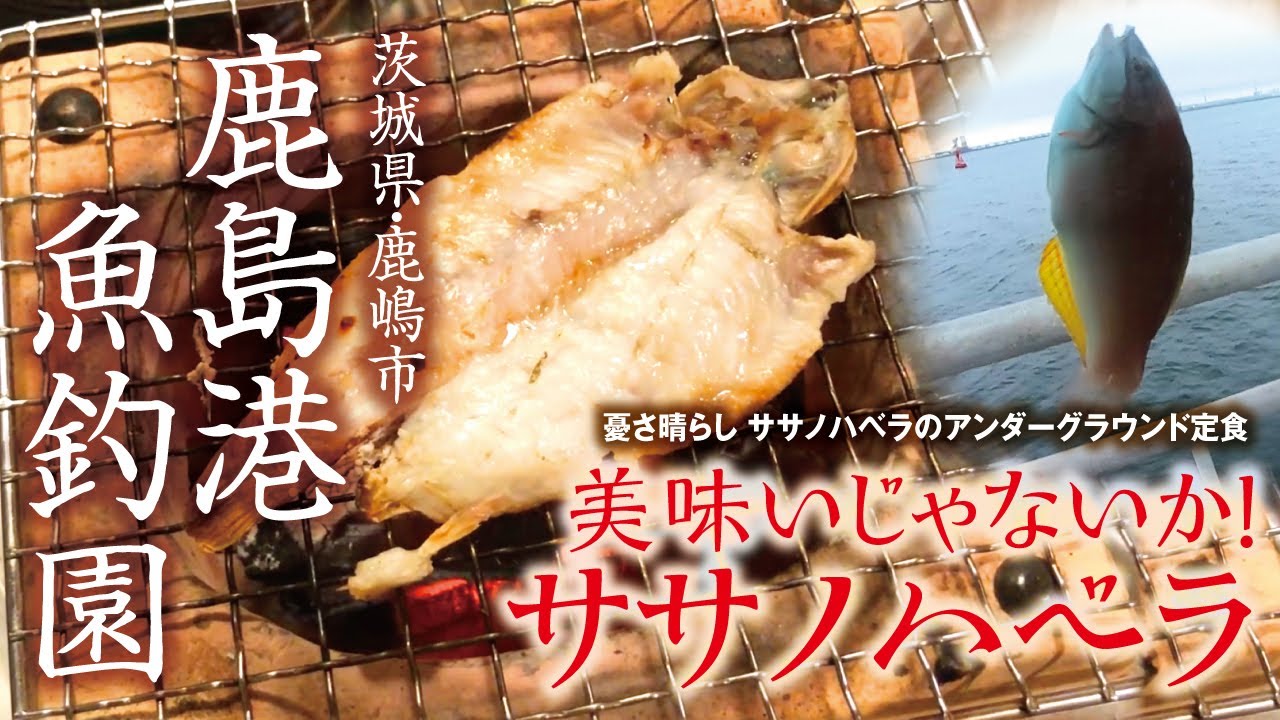 茨城 鹿島港魚釣園 憂さ晴らし ササノハベラのアンダーグラウンド定食 Youtube