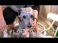 🐶愛犬をシャンプーしたら違う犬になりました。【犬のバスタイムルーティン】【トイプードルのグリィ】