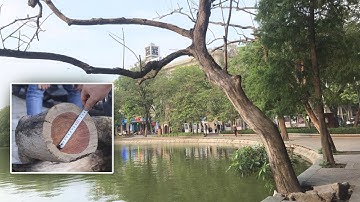 Chặt hạ và đấu giá ba cây sưa đỏ đã chết ở khu vực hồ Gươm | VTV24