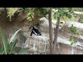 神戸どうぶつ王国ケープペンギン