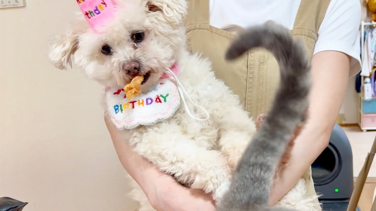 アンちゃん10歳の誕生日です🎂