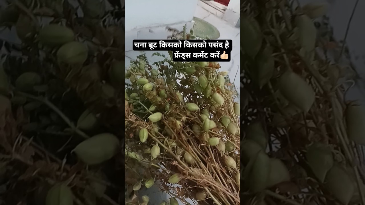 चना बूट किसको किसको पसंद है फ्रेंड्स👍🏻