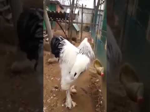 World Biggest Chicken