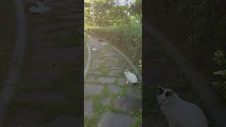 내일부터 여기서 밥먹자. 그늘 있어 좋구나! #공원냥 #고양이 #cat