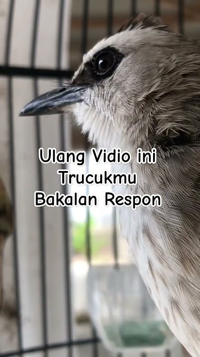 Pancingan Trucuk Paling Ampuh trucuk jantan betina ombyokan nyaut semua #shortsburung