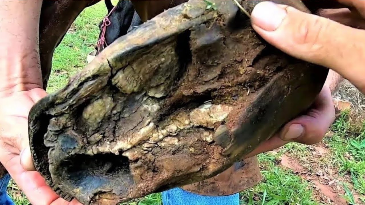 Old horse finally gets relief  !!!  horse stumbles when walking...