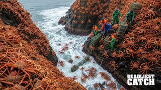 Spider Crab Invasionthe 200 Million Harvest Invading Americas Coasts Fishing Doentary