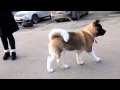 ЧУДНАЯ ПОПКА!Американская АКИТА American Akita puppy.Odessa.