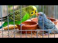 Kerry is caring and feeding her baby🦜🐦#birds #birdlovers #budgies #parrot #pets