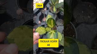ЛЮБАЯ хойя за 4€ | ОБИ