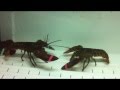 Lobster fight