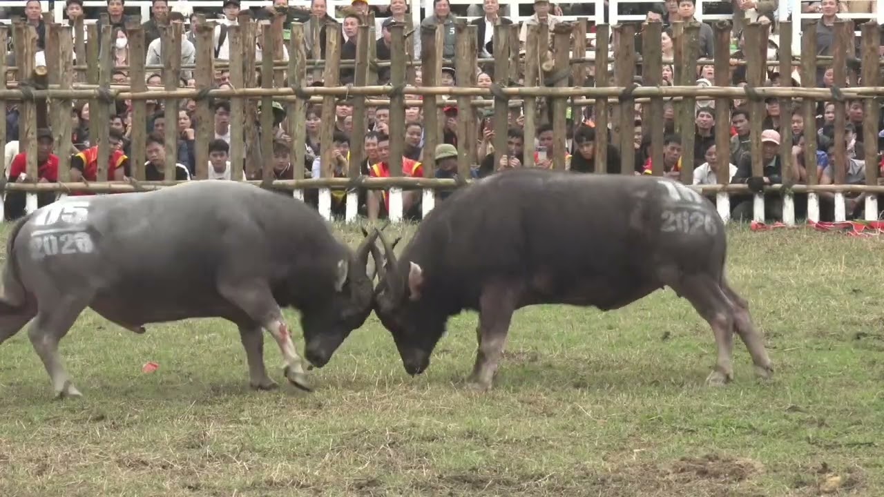 Trận đấu hay nhất chọi trâu Hải lựu 2026 