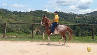 Cavalo Mosqueteiro Três Rios Hípica Rancho Novo