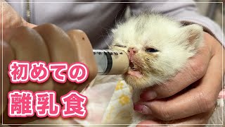 赤ちゃん猫が初めて離乳食を食べたらこうなりました by キャットグルーマーTV 13,913 views 2 weeks ago 8 minutes, 16 seconds