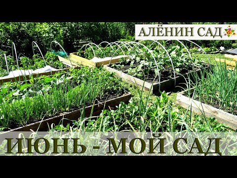 ИЮНЬ 2018 МОЙ САД и ОГОРОД / Garden's tour June 2018