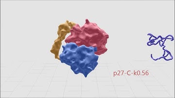 p27/Cyclin/CDK2 complex  activation