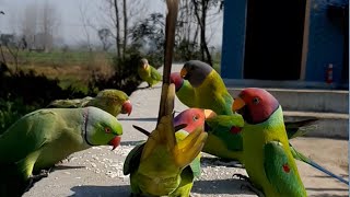 Parrot family | Indian parrot family | himachal pradesh birds | Green Valley