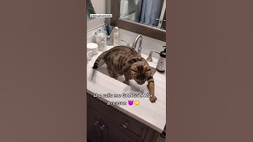 My #cat is self taught🤷#cats #wow #omg #guilty #fyp #fypage #foryou #reels #viral #funny #new #love