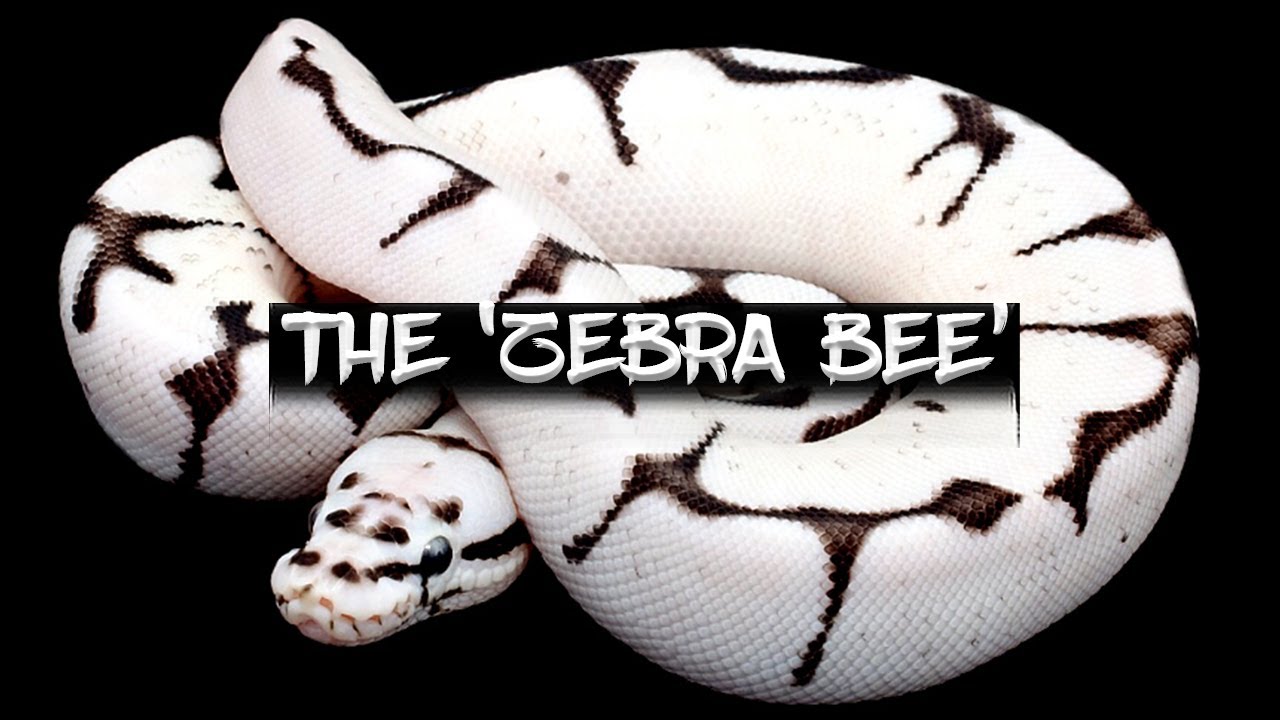 The 'Zebra Bee' Ball Python! - Youtube