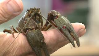 Rak szlachetny, dr inż. Witold Strużyński, III. Kongres Zootechniki Polskiej