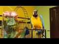 Попугай ара поздравляет с 8 марта