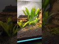Neon tetra nano tank setup #tetra #neontetra #nanotank #fish #fishkeeper